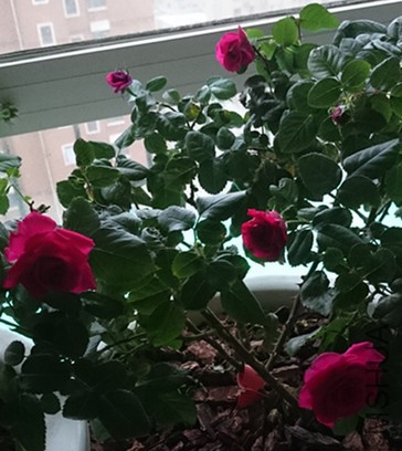 DSC_0258_����.jpg