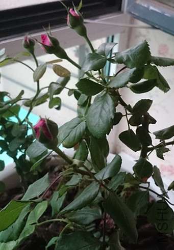 DSC_0263_����.jpg