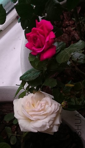 DSC_0262_����.jpg