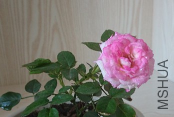 DSC_0276_����.jpg