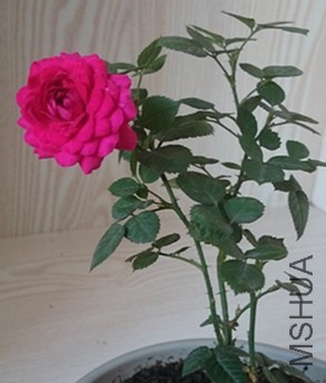DSC_0279_����.jpg