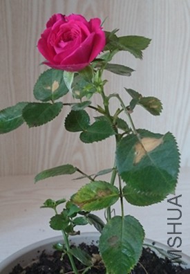DSC_0275_����.jpg