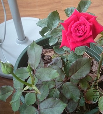 DSC_0286_����.jpg