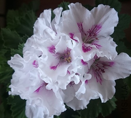 DSC_3183_����.jpg