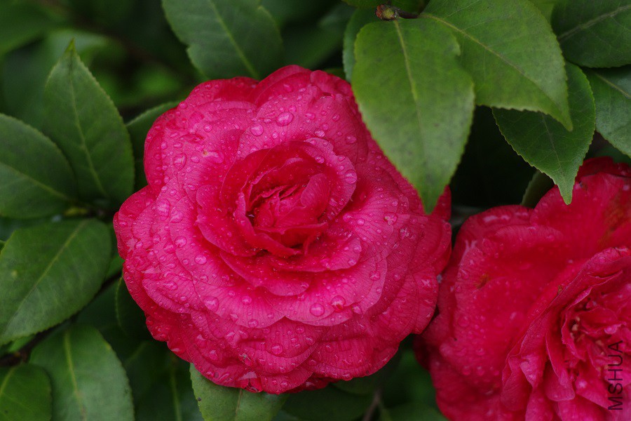 IMGP4257.JPG
