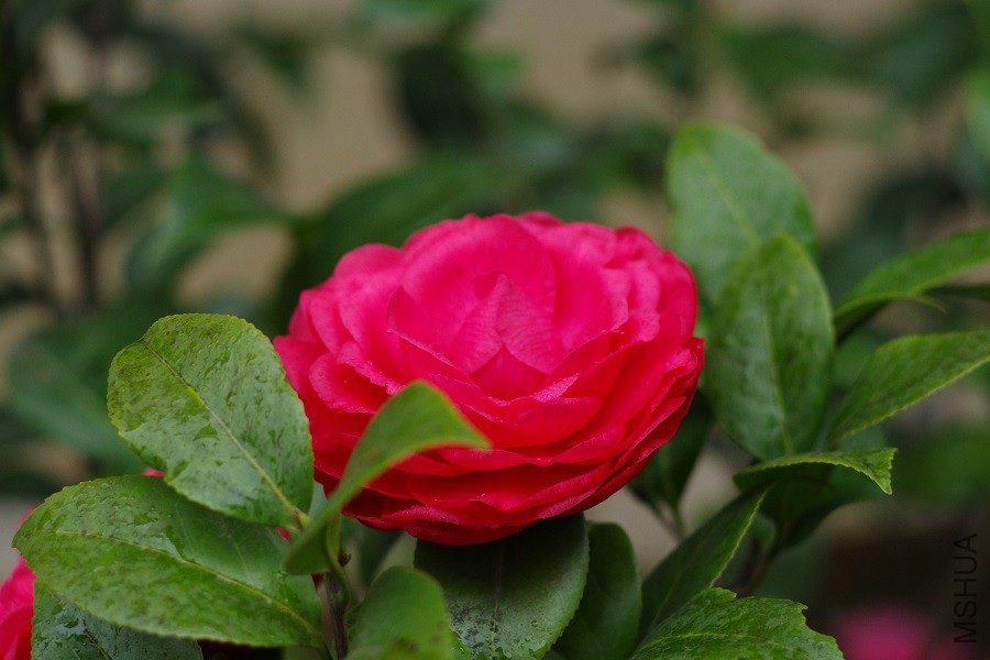 IMGP4244.JPG