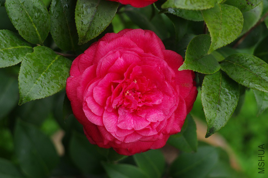 IMGP4242.JPG