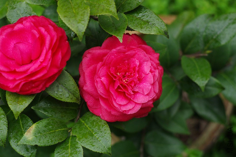 IMGP4241.JPG