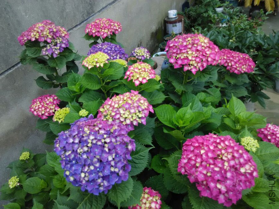 ���� (1).jpg