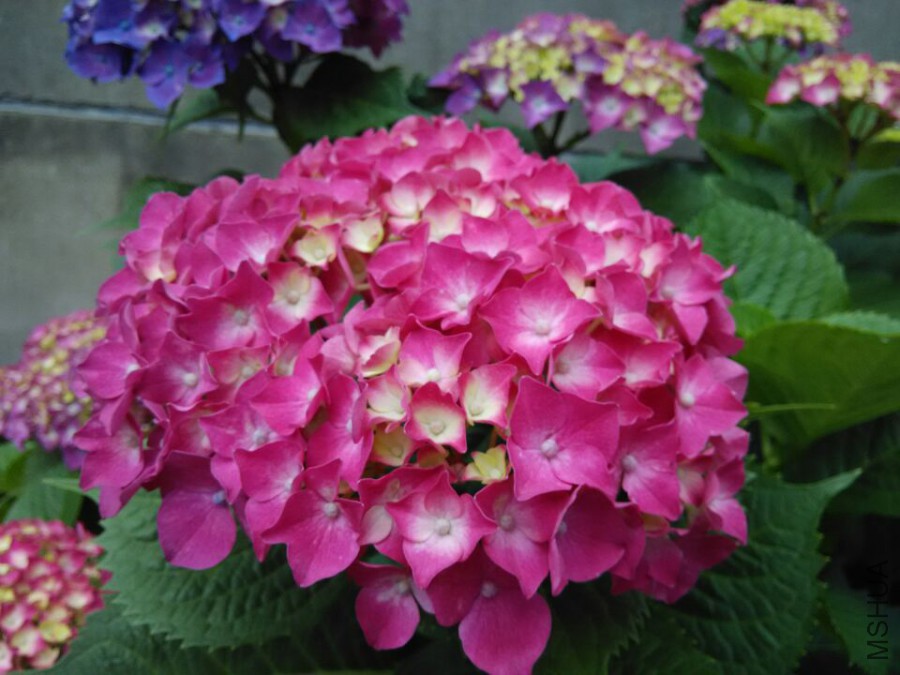 ���� (13).jpg