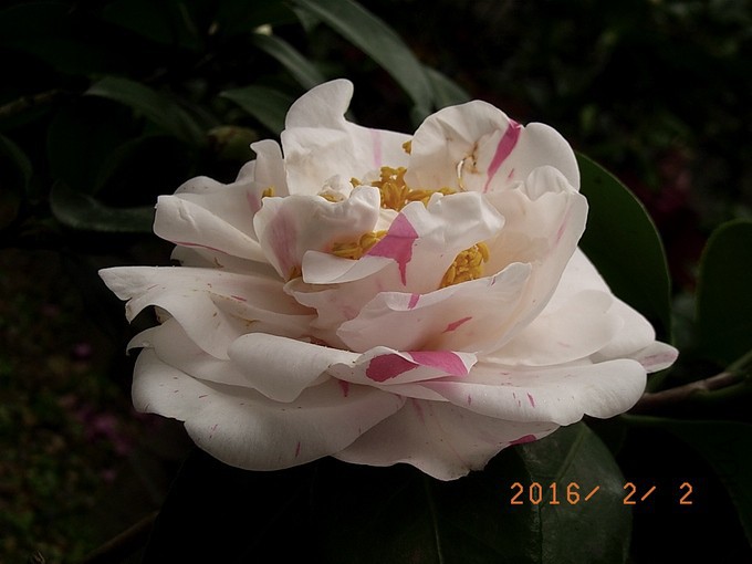 ˮ���ʺ�a1.jpg