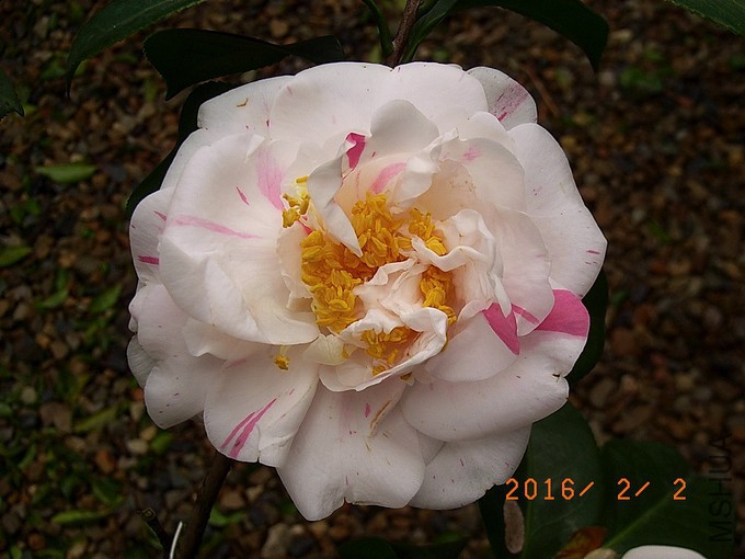 ˮ���ʺ�a2.jpg