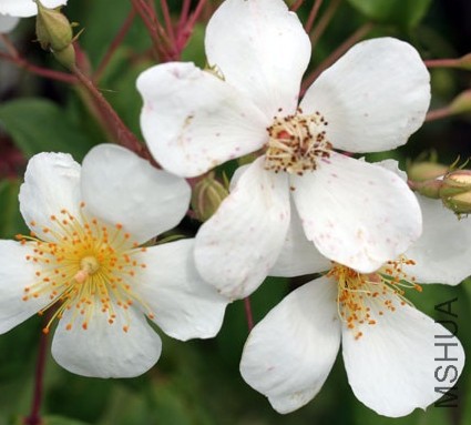 Sir Cedric Morris.JPG