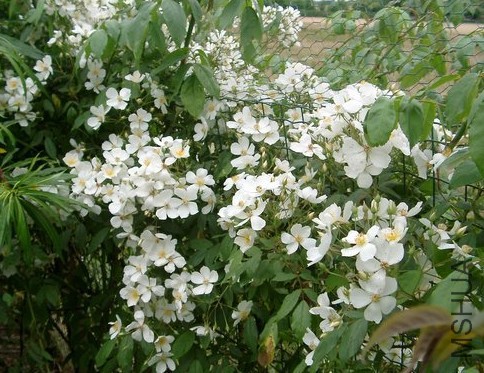 Sir Cedric Morris3.JPG