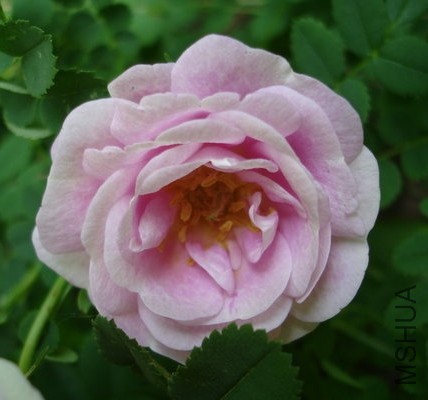 Burnet Double Pink2.JPG