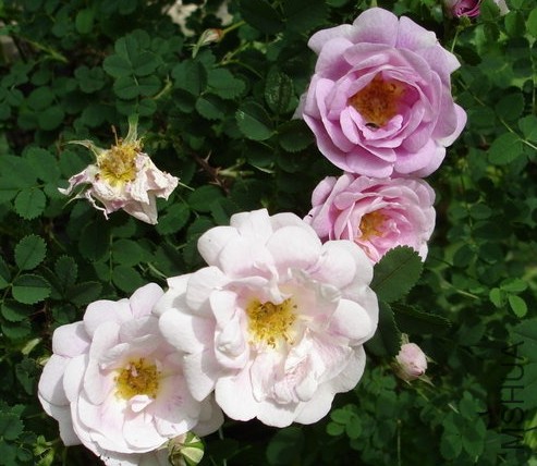 Burnet Double Pink.JPG