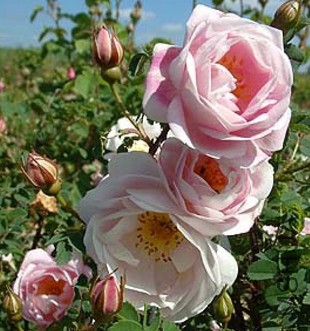 Burnet Double Pink5.JPG