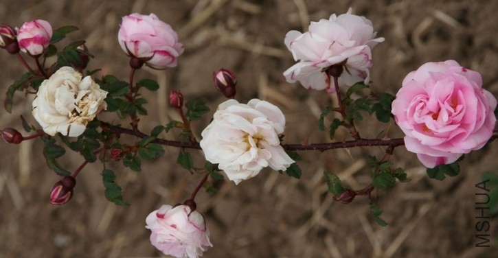 Burnet Double Pink4.JPG