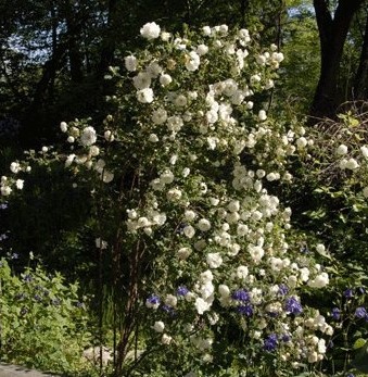 Burnet Double Whiteȫ��.JPG