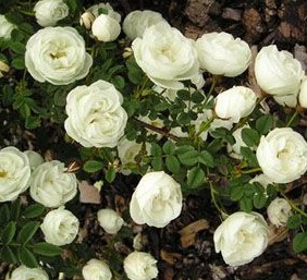 Burnet Double White4.JPG