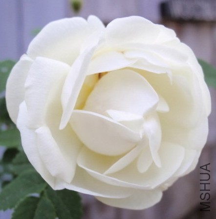 Burnet Double White3.JPG