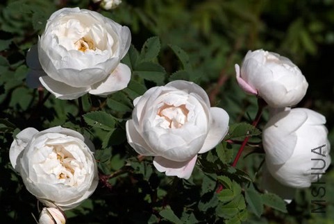 Burnet Double White.JPG