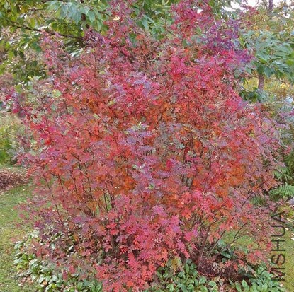 Burnet Double White��.JPG