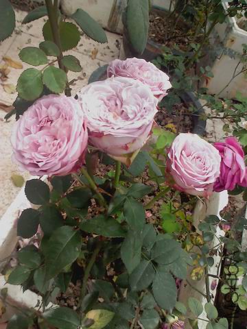 ������С IMG_20160308_114348_0.jpg