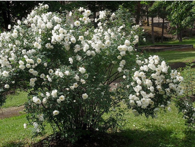 �ܴ�Ǿޱ˫�ף�Rosa spinosissima 'Double White'��2.jpg