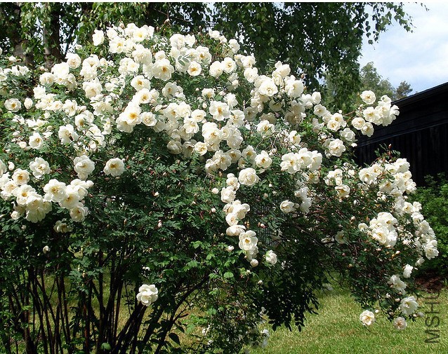 �ܴ�Ǿޱ˫�ף�Rosa spinosissima 'Double White'��.jpg