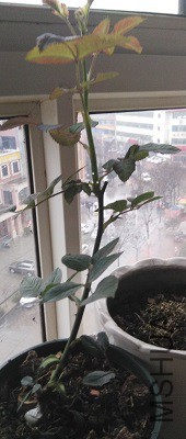IMG_20160309_085523xxx.jpg