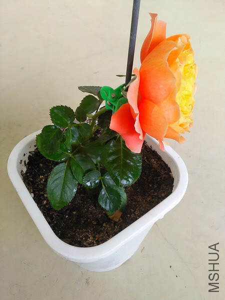 IMG20160303125555.jpg