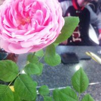 psb (6).jpg