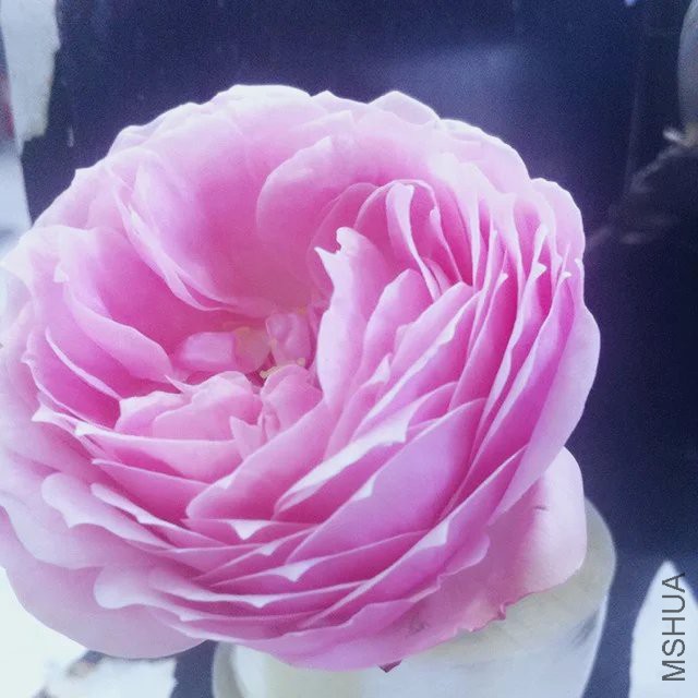 psb (9).jpg