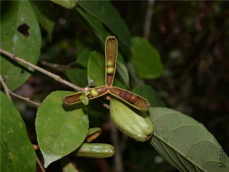 rinorea_pubiflora_1.jpg