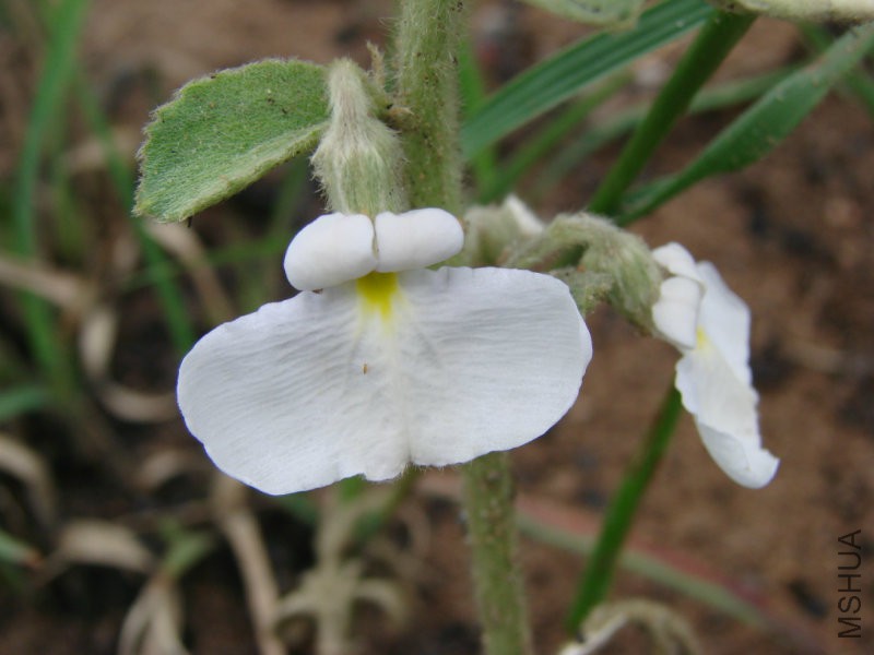 Hybanthus_calceolaria.jpg