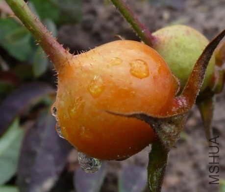 Golden Wings��.jpg