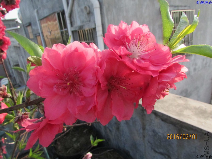 IMG_3132_nEO_IMG.jpg