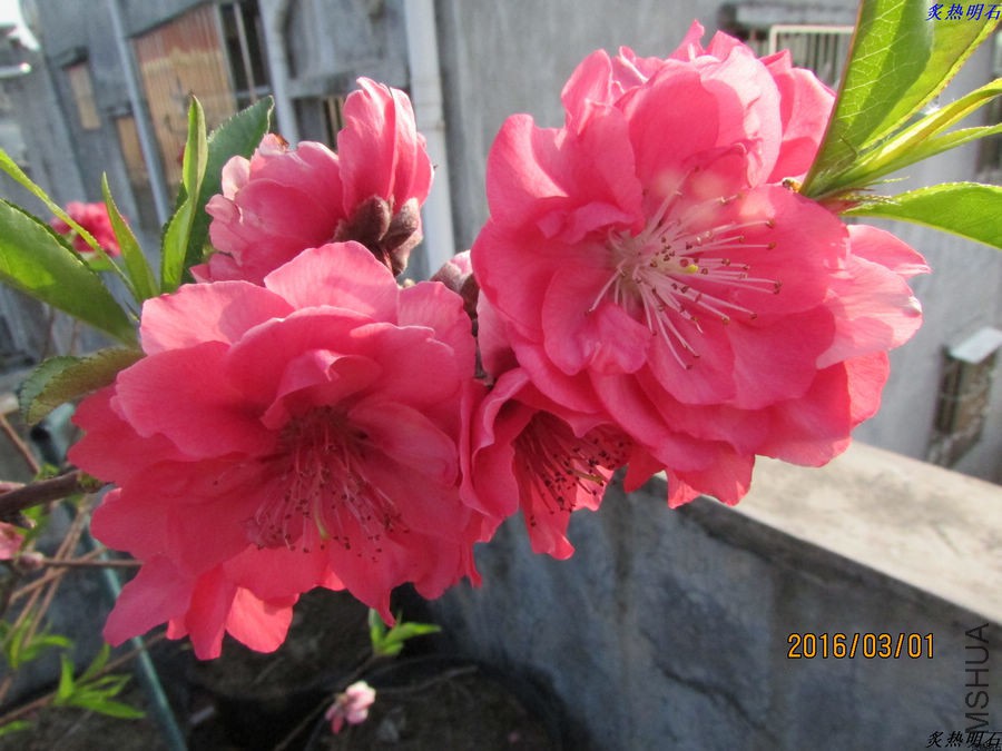 IMG_3133_nEO_IMG.jpg