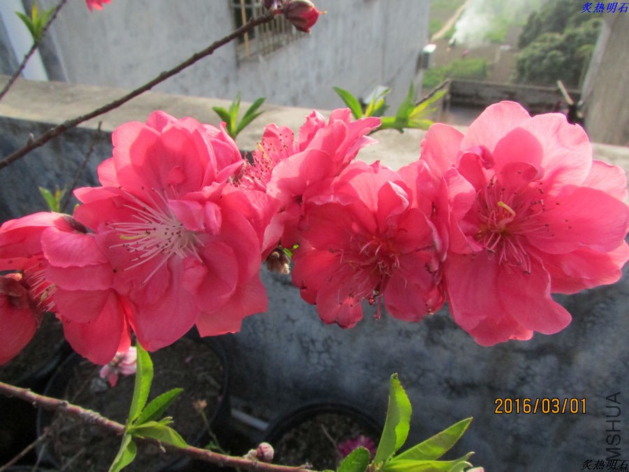 IMG_3135_nEO_IMG.jpg