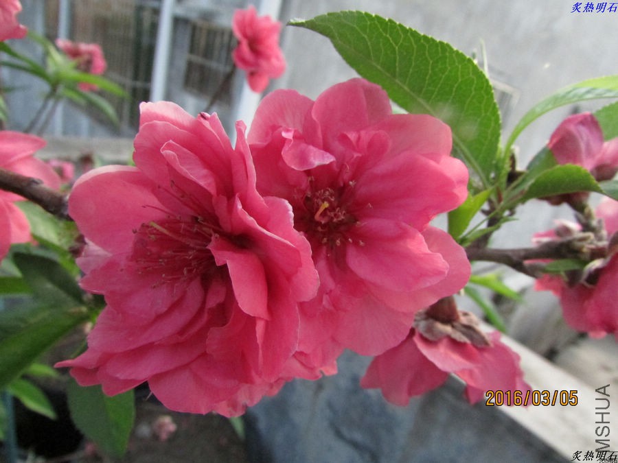 IMG_3311_nEO_IMG.jpg