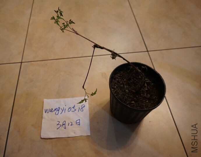 QQͼƬ20160312190737.jpg