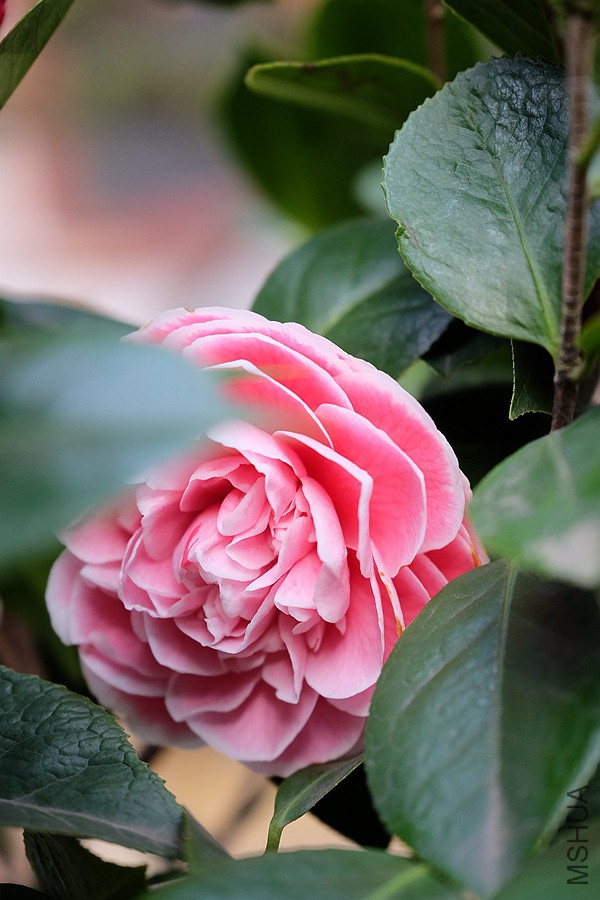 DSCF5814.JPG