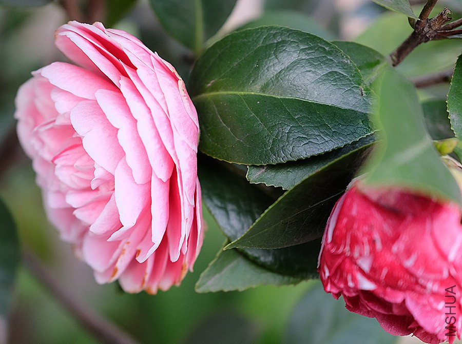 DSCF5817.JPG
