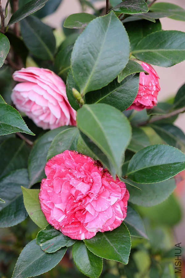 DSCF5825.JPG