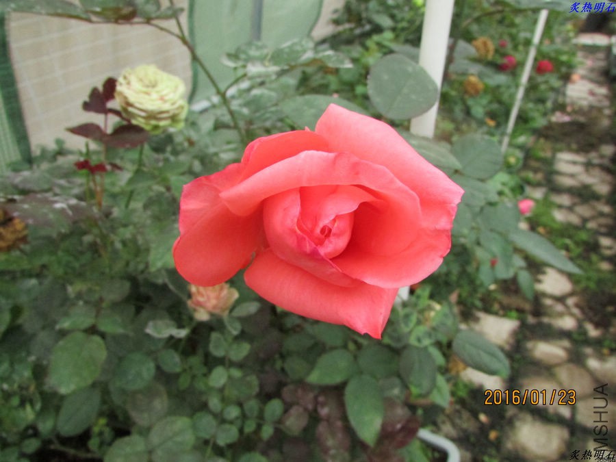 IMG_2792_nEO_IMG.jpg