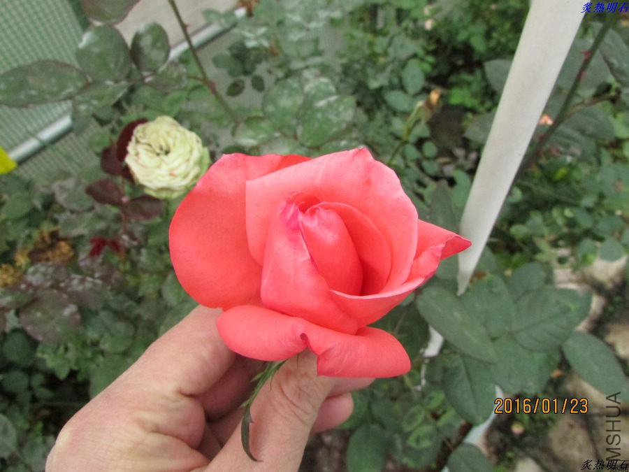 IMG_2793_nEO_IMG.jpg