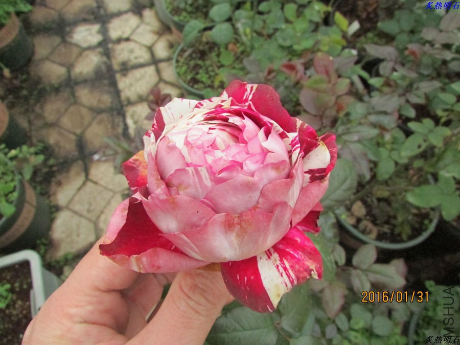 IMG_2828_nEO_IMG.jpg