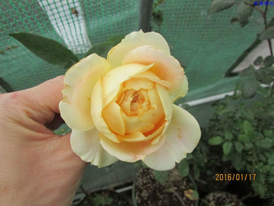 IMG_2730_nEO_IMG.jpg