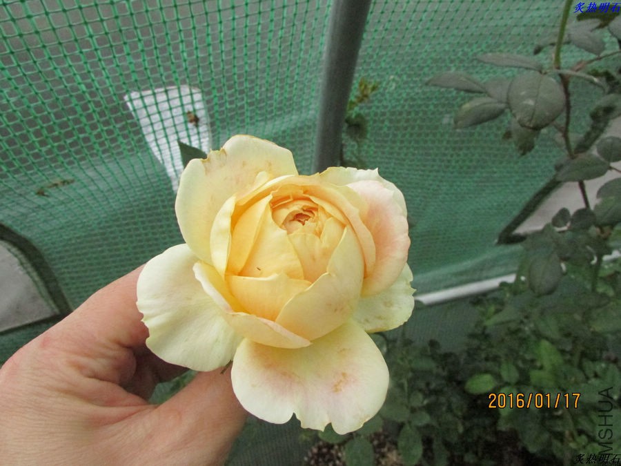 IMG_2731_nEO_IMG.jpg